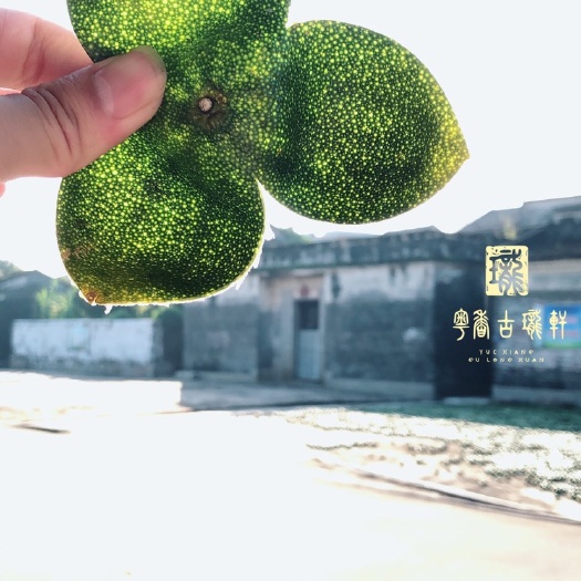 江门新会陈皮