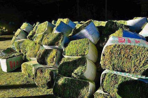亳州牛羊饲料   大量供应青储，厂价直销牛羊粗饲料 蛋白高水分低