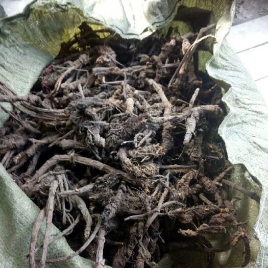 马尔康市羌活