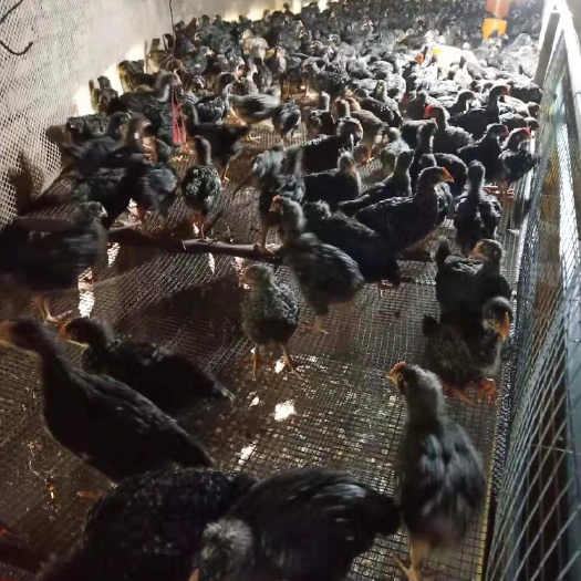 苍溪县土鸡苗 统货