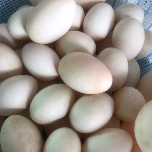 上海白鸭蛋 食用 散装 