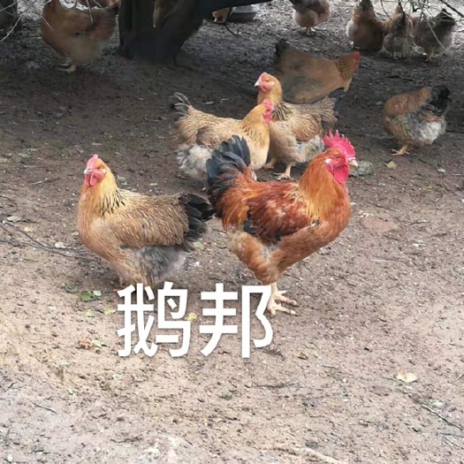 南宁K9鸡苗 统货