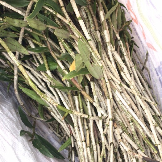 崇左铁皮石斛