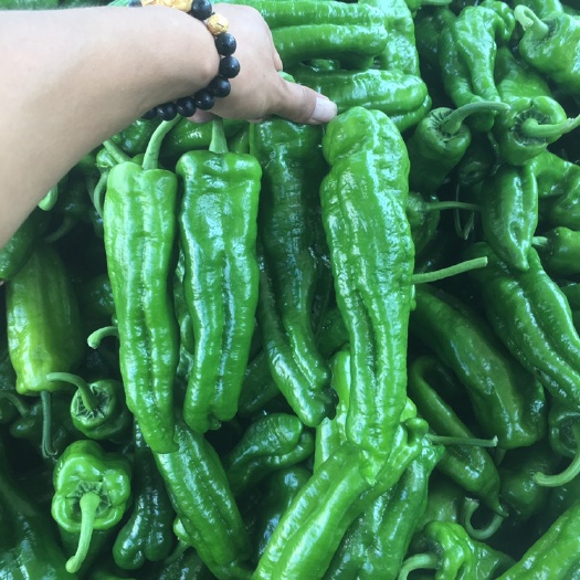 夏邑县301泡椒 泡椒，量大，货美，大棚种植