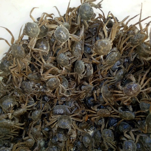 无为市 大闸蟹 老头蟹