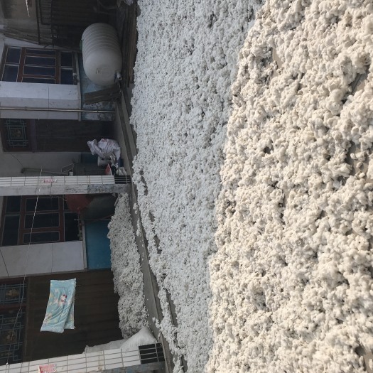 万荣县籽棉