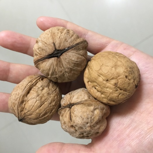 秦皇岛薄皮核桃 秦皇岛本地特产