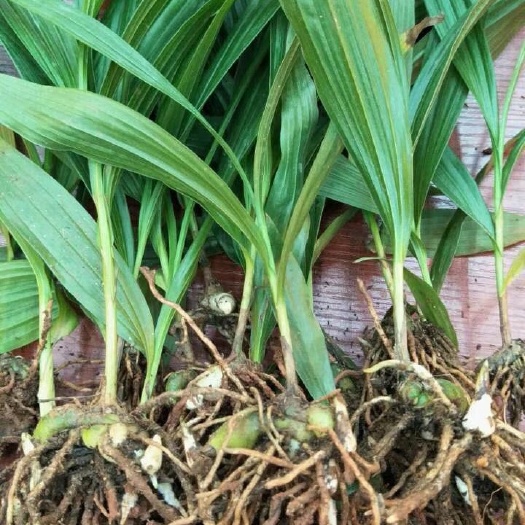 镇安县紫花白芨苗  纯紫花中叶三叉大白岌驯化苗，块茎2公分起步