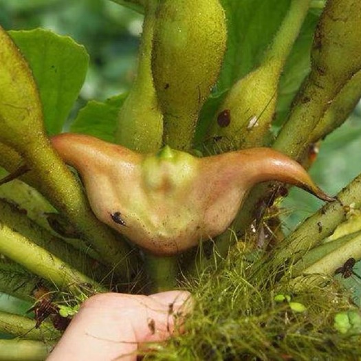 三门县菱角