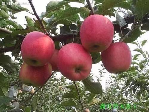 昌黎县红富士苹果 膜袋 80mm以上 统货