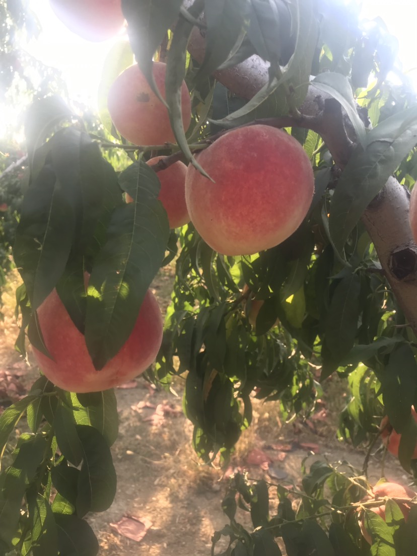 映霜紅蜜桃 萬畝金秋紅蜜/映雙紅毛桃產(chǎn)地貨源充足價格便宜