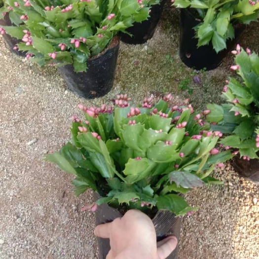 漳平市 锦上添花