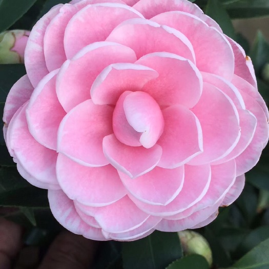 漳平市 五色茶花、香茶