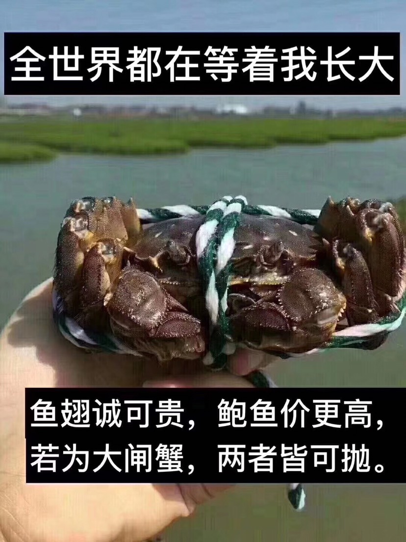 【产地直发】 洪湖清水大闸蟹 规格齐全支持混批，量大价优