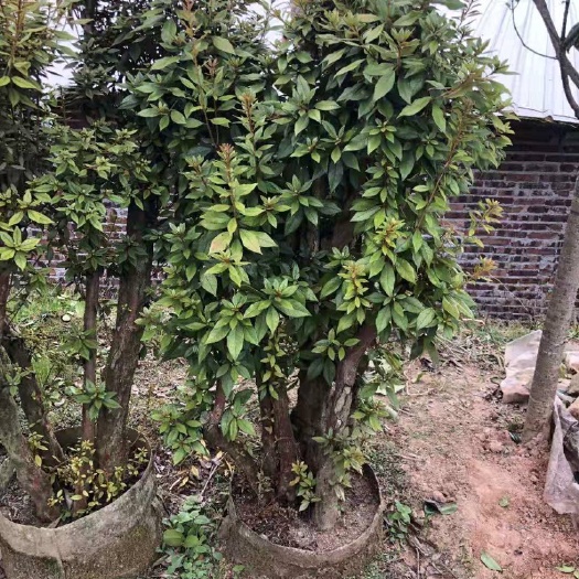 漳平市 高山紫色杜鹃桩