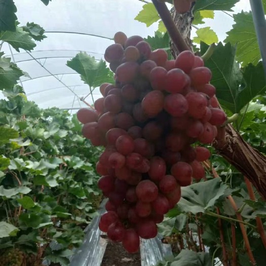 西昌市克瑞森无核葡萄 2斤以上 5%以下 1次果