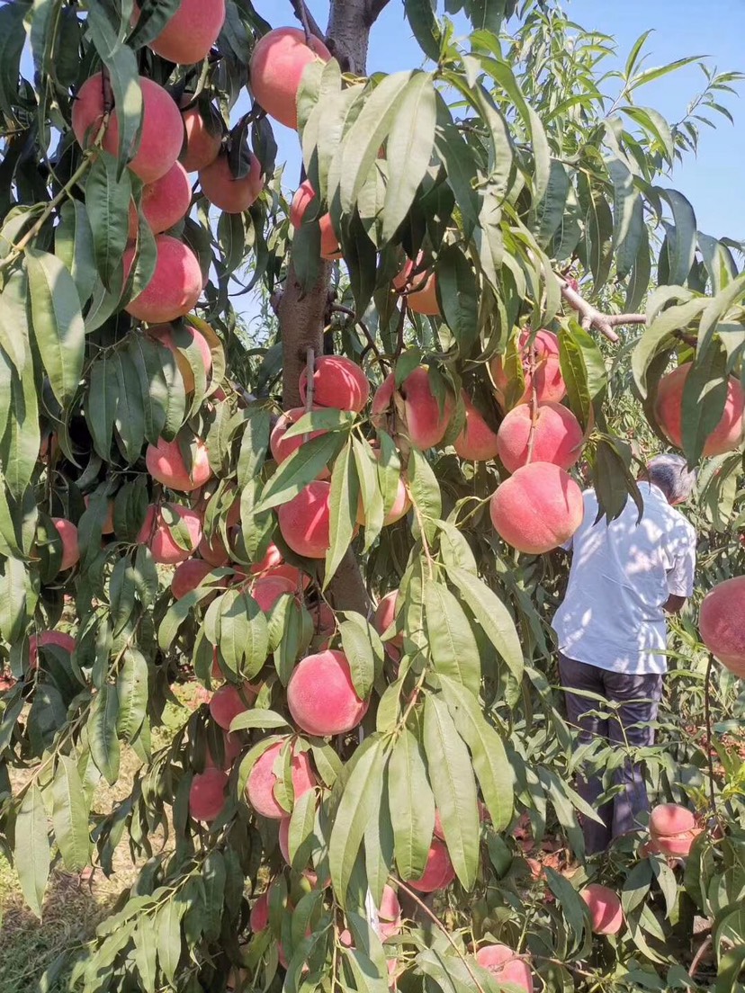 映霜紅蜜桃 萬畝金秋紅蜜/映雙紅毛桃產(chǎn)地貨源充足價格便宜