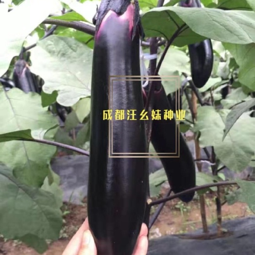 金堂县茄子种子 胖龙烧烤茄种子，早熟，产量高，果型好