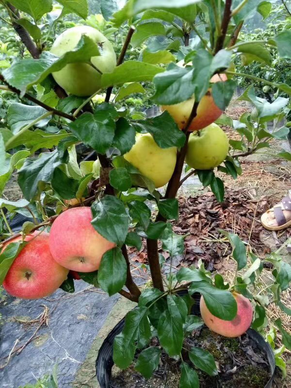 新紅星蘋果樹苗 盆栽蘋果苗