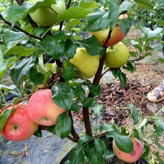 泰安新红星苹果树苗 盆栽苹果苗