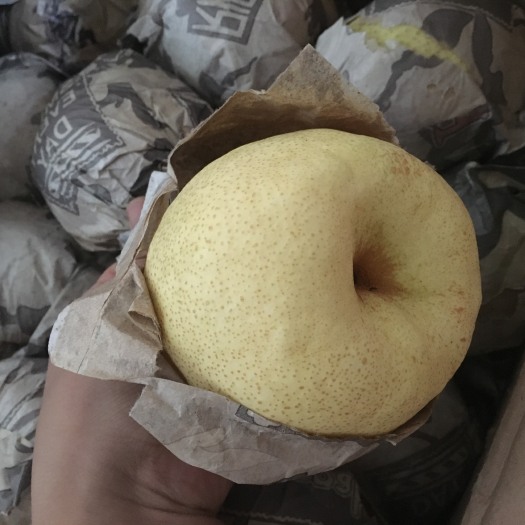 运城 山西运城酥梨贡梨砀山梨