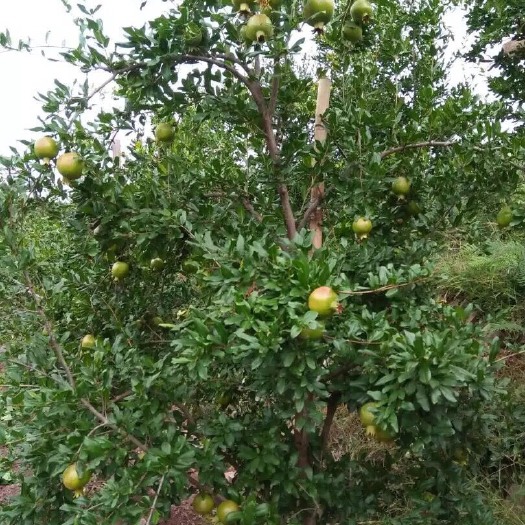 会泽县黑籽石榴树苗 软籽石榴苗
