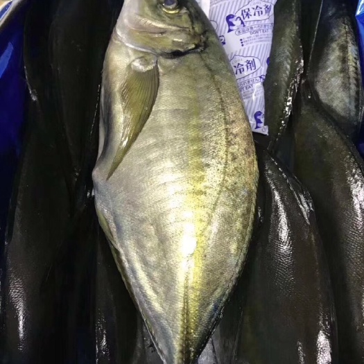 广州巴浪鱼 日本池鱼王