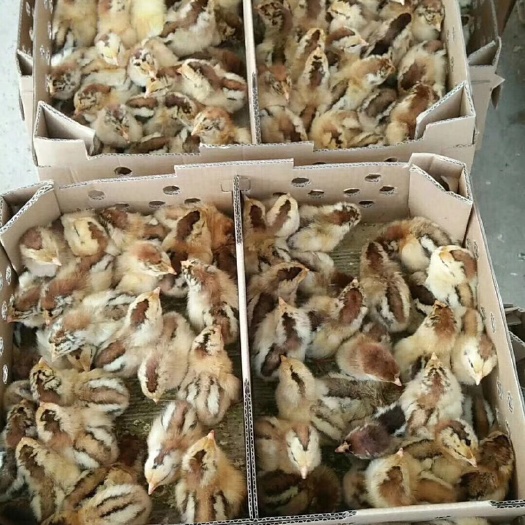 南宁清远2号麻鸡苗 统货