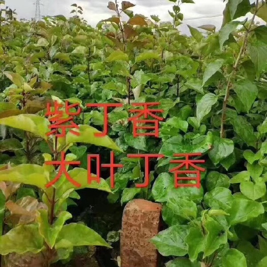 开原市 紫丁香