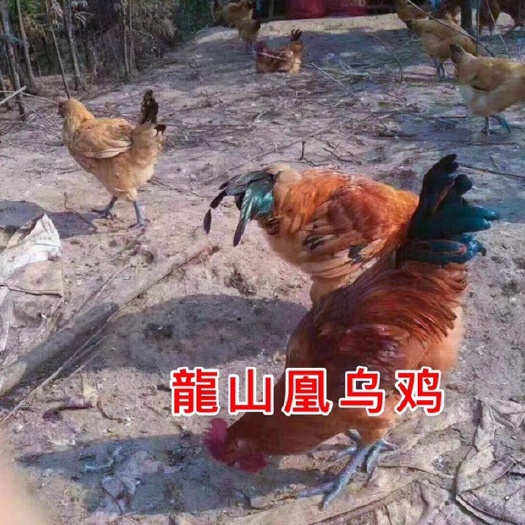 广州 龙山凰乌鸡苗，