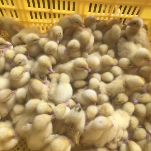 南宁大种白番鸭苗 大量供应：白番鸭有需要的可以联系我