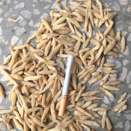 襄樊麦冬
