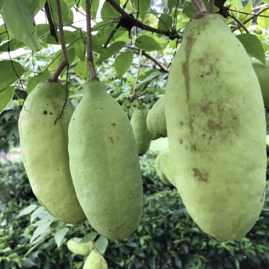 古丈县红棕八月瓜 150g以上 种植