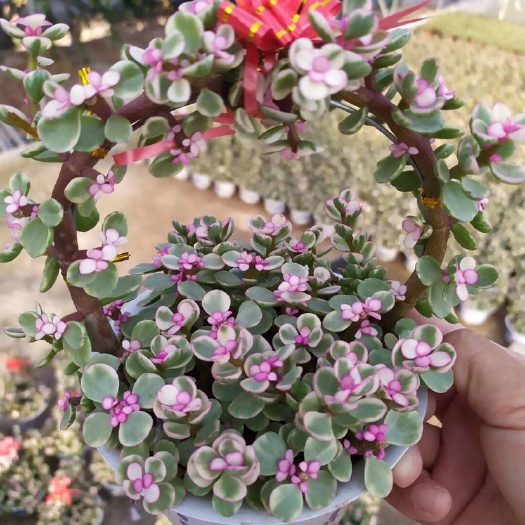 雅乐之舞 花篮15装