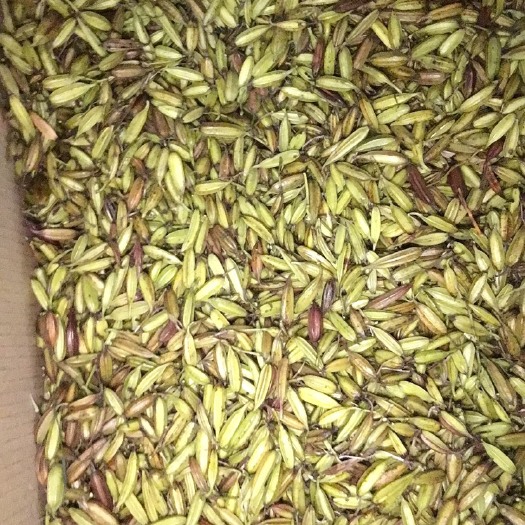 含山县紫花白芨苗 白及紫花大白及出售正宗紫花品种