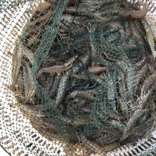 中国对虾 精品A货基围虾，现有货，一斤30头左右的，自带运输设备及车辆