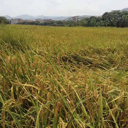 仙游县有机米 山区种植水稻，无农药，无虫害！香甜可口