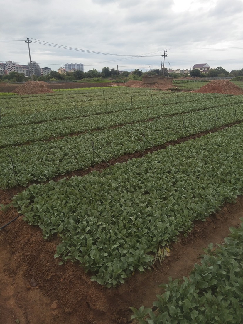 花椰菜苗 青梗花菜苗（福建省内价格更优惠）