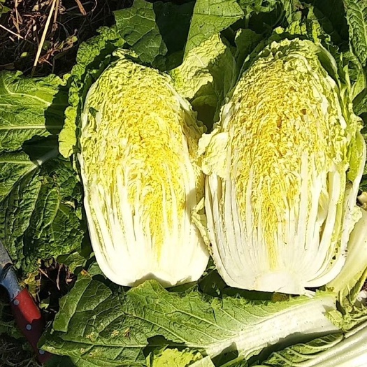 超级黄心菜  辽宁省凌海市大量黄心菜上市了！