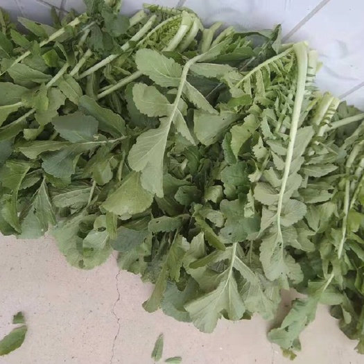 绥中县萝卜菜（萝卜缨）绿色无农药