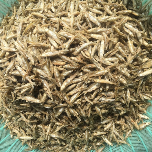 天峨县干炸小公鱼 新鲜加工的油炸白肖鱼