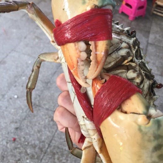 东山县青蟹 满肉公蟹
