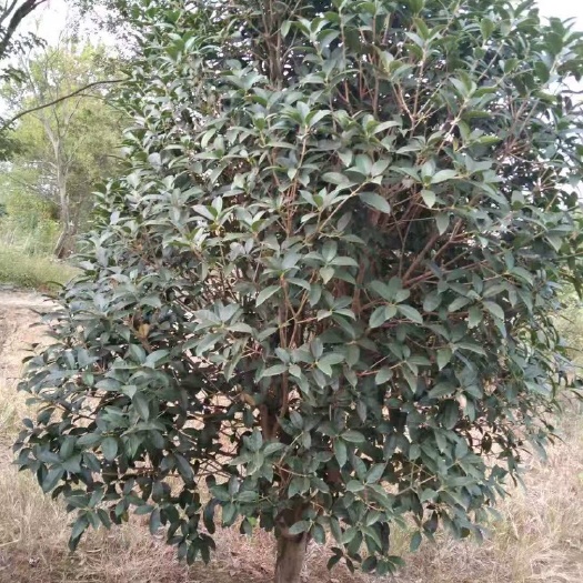 无为市 桂花树