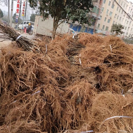 苍溪县红心猕猴桃苗 嫁接苗