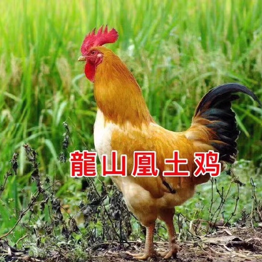 广州土鸡苗 龙山凰土鸡公苗，质优价廉，全国各地可发货
