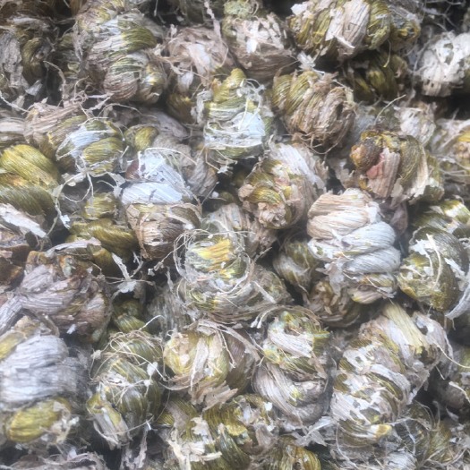乐清市铁皮石斛 雁荡山基地药典铁皮枫斗最大特点条子细点，甘甜回味久点