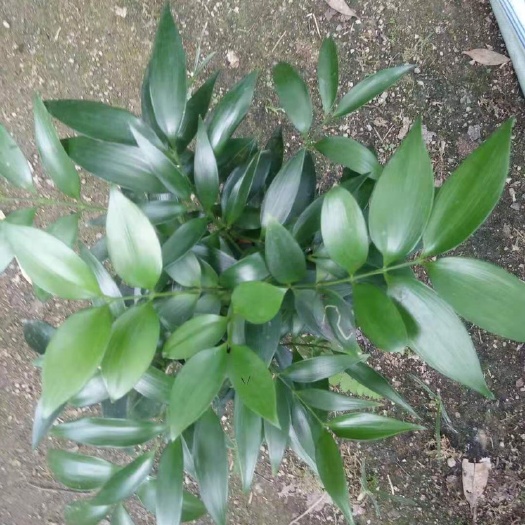 漳平市 竹柏