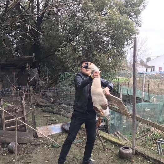 合肥 狮头鹅苗