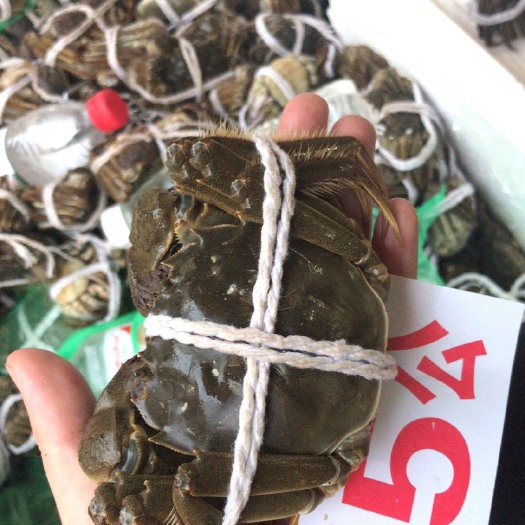 江门 精品大闸蟹