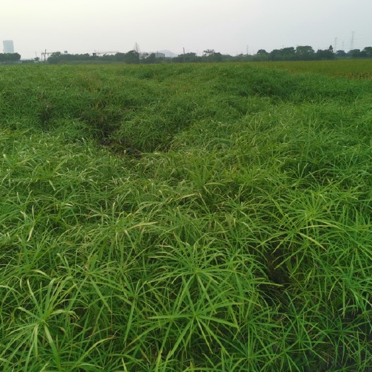 杭州 旱伞草 旱伞草基地 旱伞草价格 水生植物旱伞草 旱伞草批发
